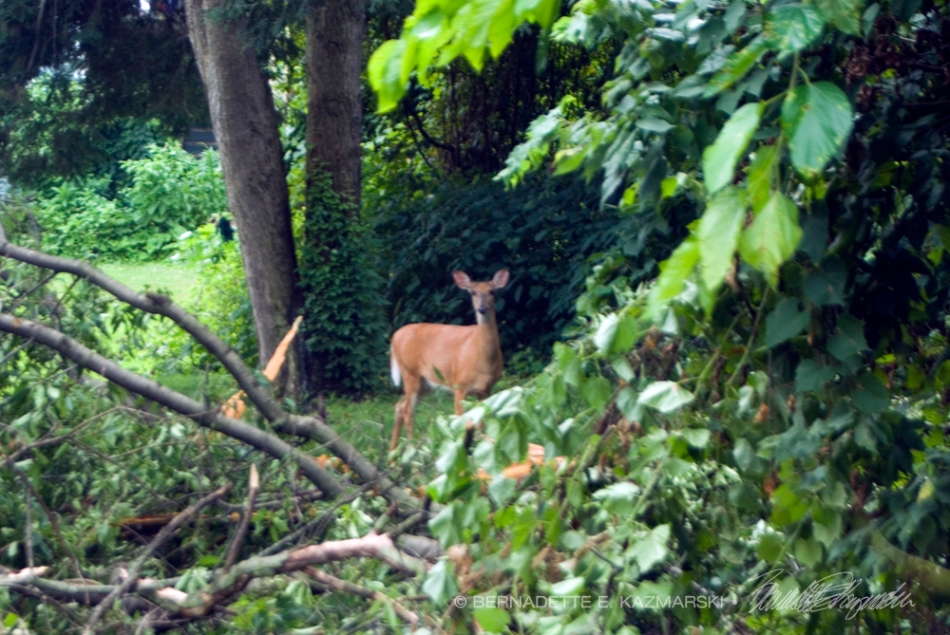 doe with tree branches