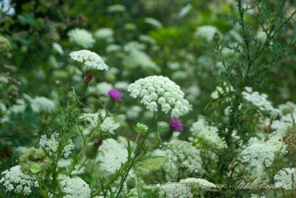 Queen anne's Lace