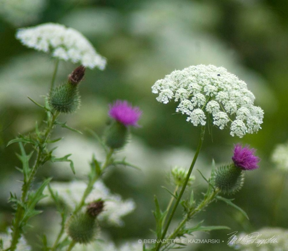 queen anne's lace and thistle