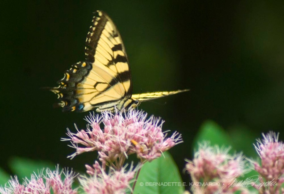 An eastern tiger swallowtail on joe-pye weed.