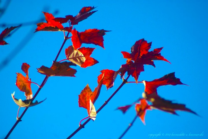 red leaves blue sky