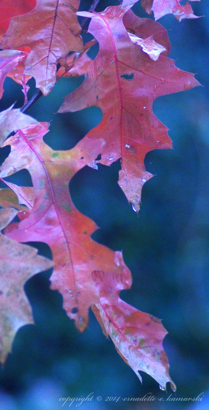 scarlet oak leaves in rain