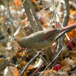 female cardinal on branch