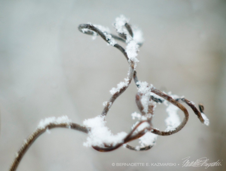Delicate Complications photo of grape vine with snow