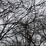 tree branches against gray sky