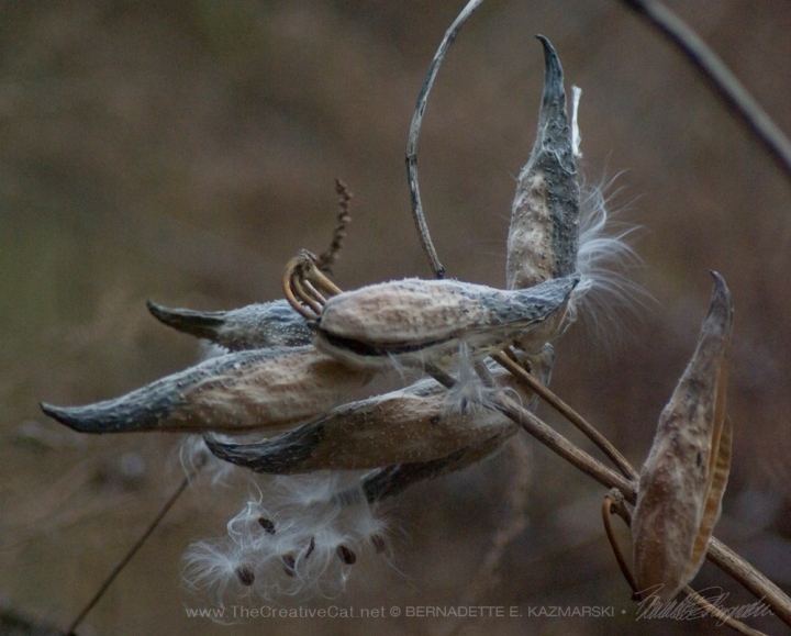 photo of milkweed pods