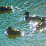 mallard ducks on water