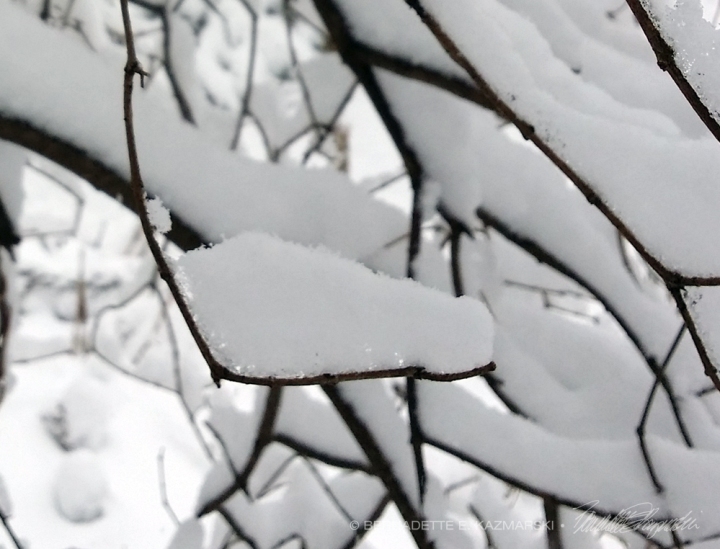 snow on twigs