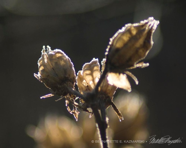 Alight: Rose of Sharon pods outlined with frost and filled with sun.