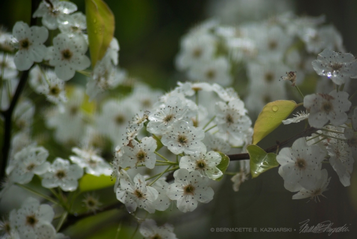 Pear blossoms.
