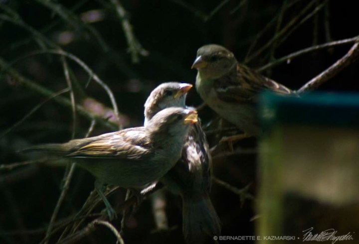Mother house sparrow feeding her two babies.