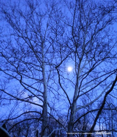 120811-MoonlightSycamores-1000px