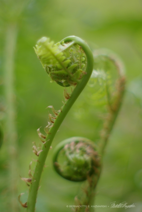 20 Lime Fiddleheads-1000px