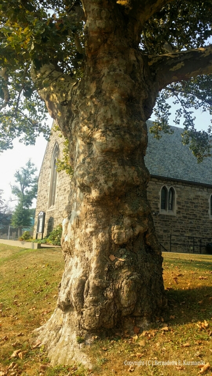 Love that sycamore too, gnarled and lumpy trunk and all.