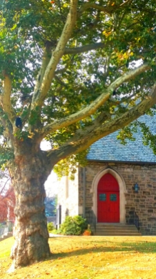 The reaching old sycamore by Church of the Atonement Episcopal church. Love that red door.