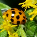 Inspiring Ladybug