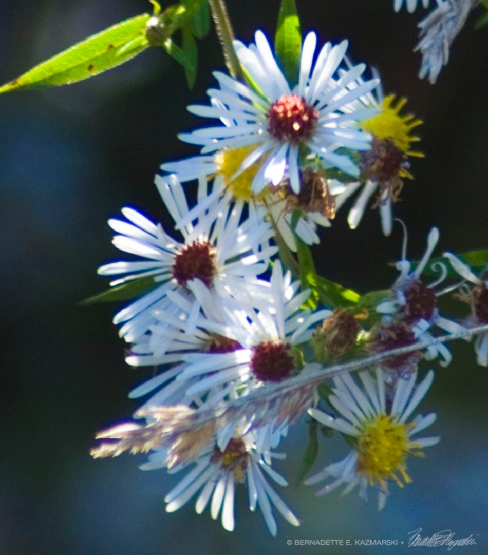 Many-flowered Asters blooming.