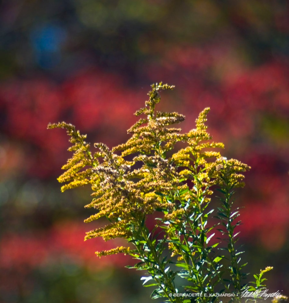 Yellow goldenrod with red and orange leaves and blue sky, what a lovely combination.
