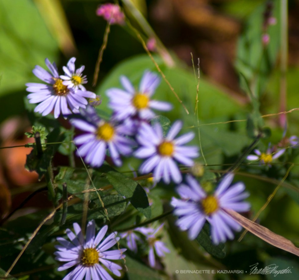 Purple asters at the edge of the woods with just a touch of pink smartweed.